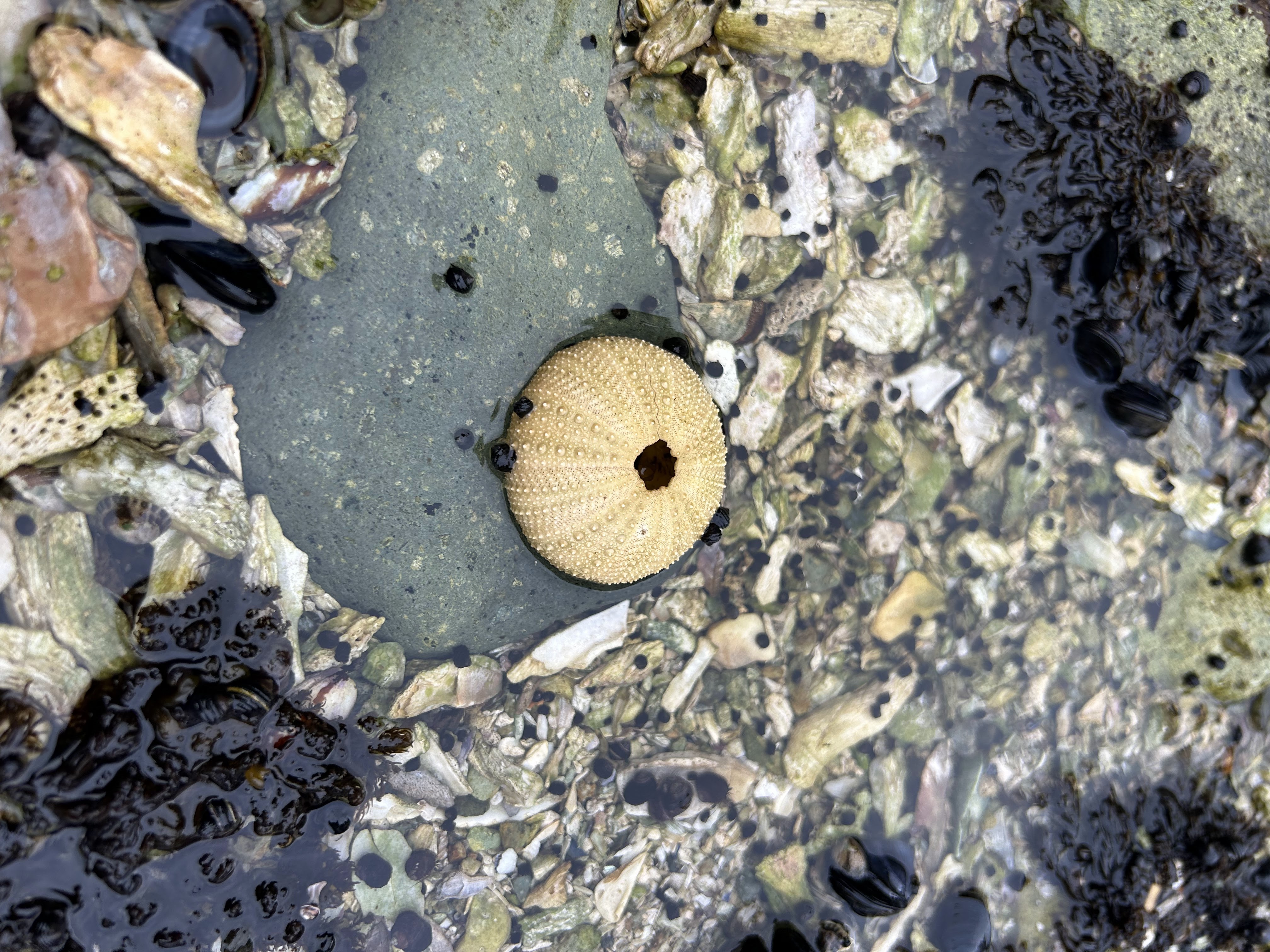 Project Hope, Unalaska